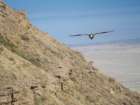 Female Andean condor in Patagonia. Chile, Magallanes. Art Print